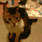 28jb3iv.gif