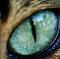 cateye.jpg