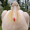 webicon