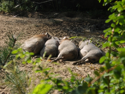 family%20%28500x375%29.jpg