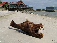 userpicture