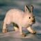 webicon