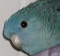 webicon