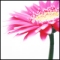webicon