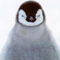webicon