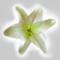 webicon
