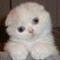 webicon