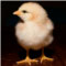 webicon