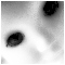 webicon