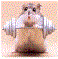 webicon