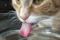 webicon