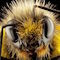 webicon