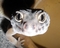 webicon