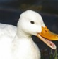 webicon