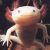 webicon