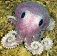 webicon