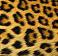 webicon