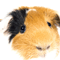 webicon