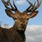 webicon