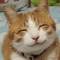 webicon