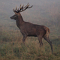 webicon