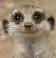 webicon