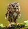 webicon