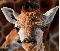 webicon