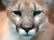 webicon