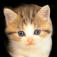 webicon