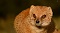 webicon