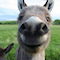webicon
