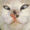 webicon