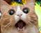 webicon