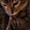 webicon
