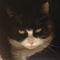 webicon