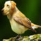 webicon