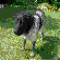 webicon