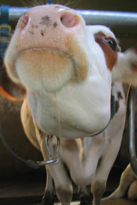 userpicture