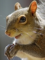 userpicture