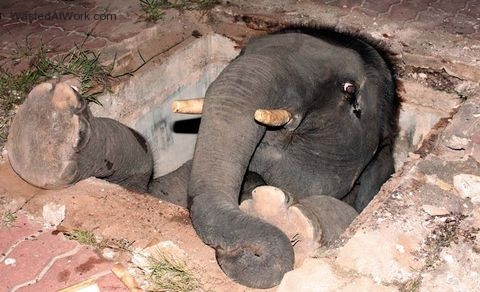 olifant vast in een gat