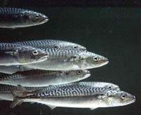 userpicture