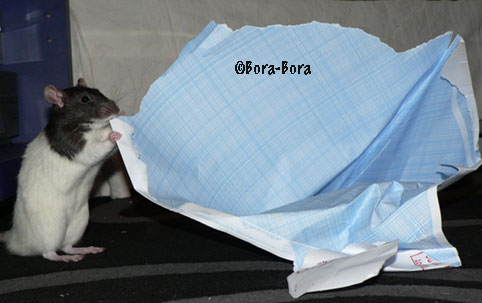 Rat doet paperassenwerk