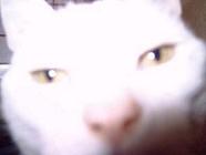 userpicture