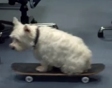 skateboardhond
