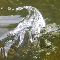 userpicture