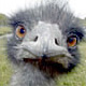 userpicture