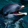 userpicture
