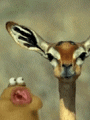 userpicture