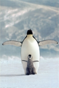 userpicture